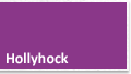 Hollyhock
