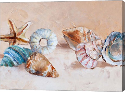 Framed Shells on the Shore Rectangle Print