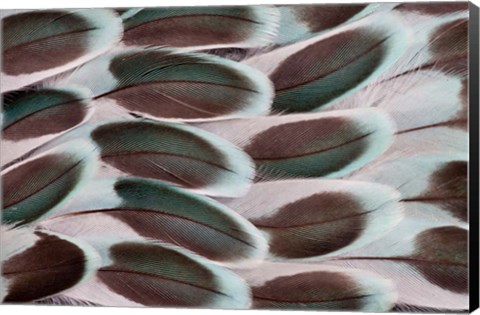 Framed Parakeet Wing Feather Design Print