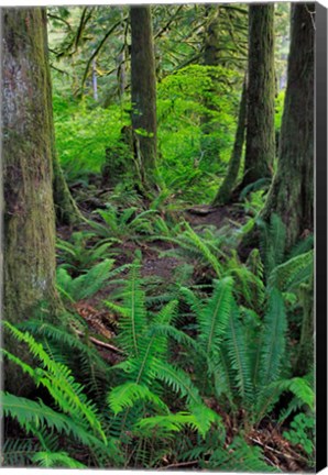 Framed Scenic Forest, Oregon Print