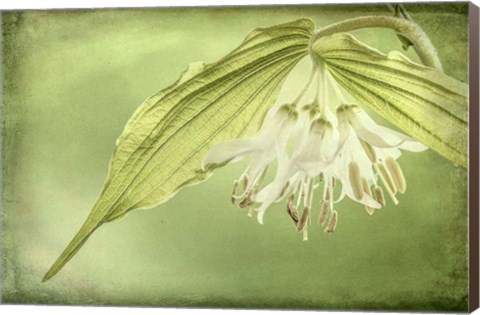 Framed Close-Up Of Hooker&#39;s Fairy Bell Flowers Print