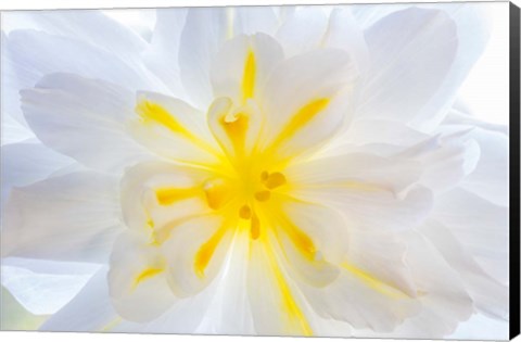Framed Close-Up Of A Begonia Blossom Print