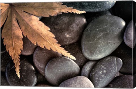 Framed Zen Maple Leaf On Rocks Print