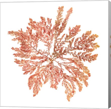 Framed Pacific Sea Mosses IV White Sq Print