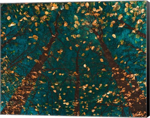 Framed Plato&#39;s Trees Print