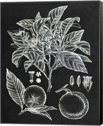 Framed Citrus Botanical Study II Print