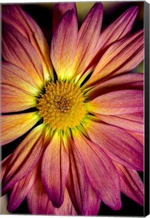 Framed Colorado, Fort Collins, Daisy Flower Close-Up Print