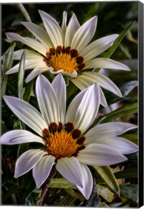 Framed Colorado, Fort Collins, White Flower Close-Up Print