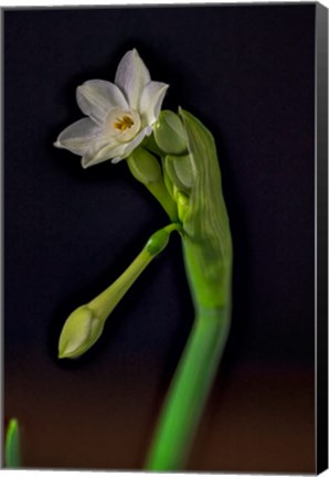 Framed Colorado, Paperwhite Flower Plant Close-Up Print