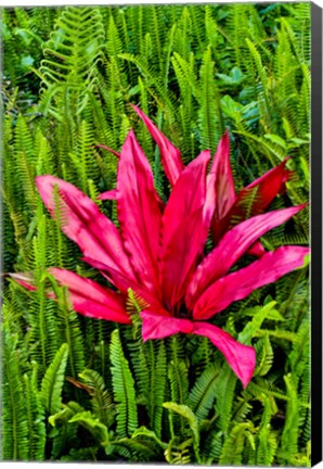 Framed Tea Plant And Ferns, Kula Botanical Gardens, Upcountry, Maui, Hawaii Print