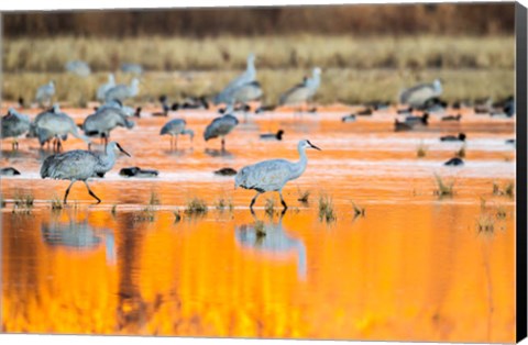 Framed Sandhill Cranes In Water At Sunrise Print