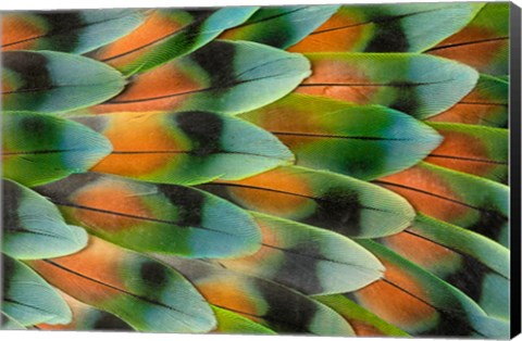 Framed Lovebird Tail Feather Pattern, Bandon, Oregon Print