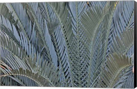 Framed Palm Leaves In Silver Plant Display, Longwood Gardens, Pennsylvania Print