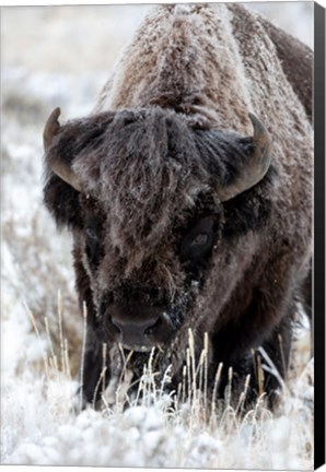 Framed Portrait Of A Frost Covered American Bison Print
