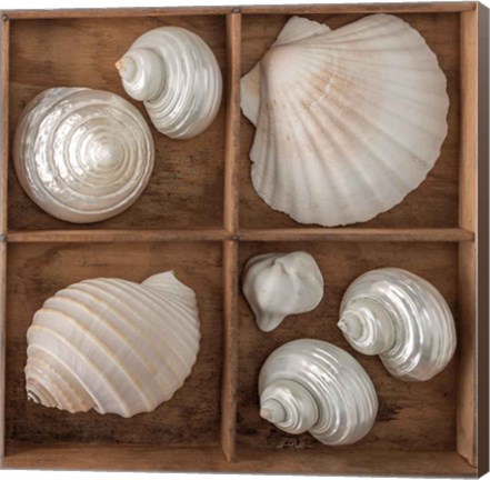 Framed Seashells Tresasures III Print