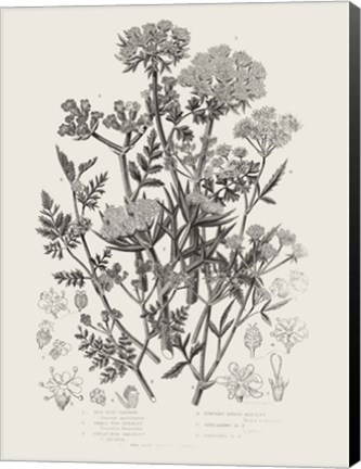 Framed Flowering Plants IV Neutral Print
