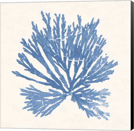 Framed Pacific Sea Mosses II Light Blue Print