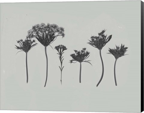 Framed Wildflower Memory I Print