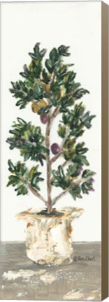 Framed Olive Tree Print