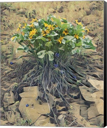 Framed Desert Bouquet Print