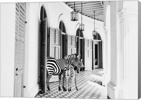 Framed Zebra Hotel Print