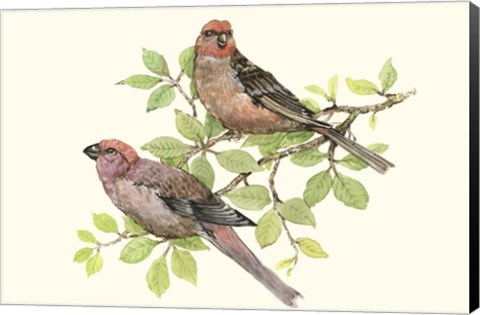 Framed Song Birds II Print