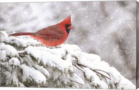 Framed Winter Cardinal Print
