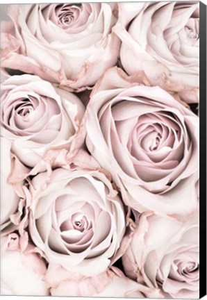 Framed Pink Roses No 1 Print