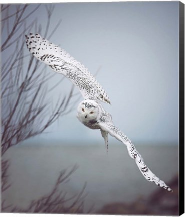 Framed Snowy Owl In Flight Print