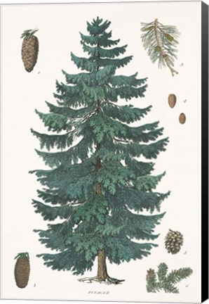 Framed Evergreen Botanical Chart Print