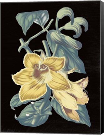Framed Antique Botanical XVIII Cool on Black Print
