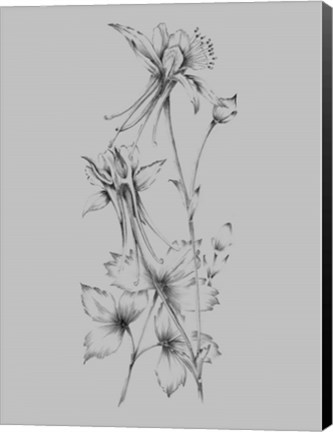 Framed Grey Flower Sketch Print