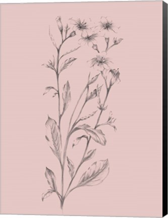 Framed Pink Flower Sketch Illustration Print