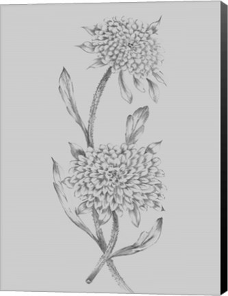 Framed Grey Flower Sketch Illustration II Print