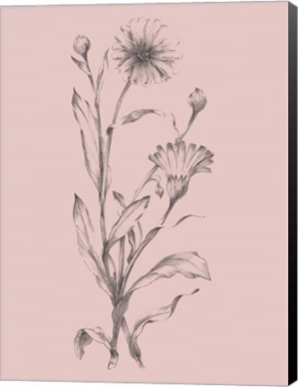 Framed Pink Flower Sketch Illustration III Print