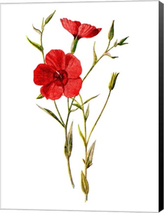 Framed Crimson Flax Flower Print