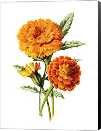 Framed Marigold Flower Print