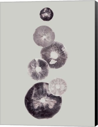Framed Mushroom Light Grey Print