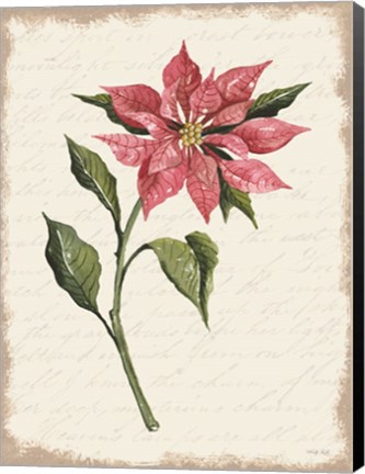 Framed Poinsettia Botanical I Print
