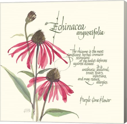 Framed Echinacea Print