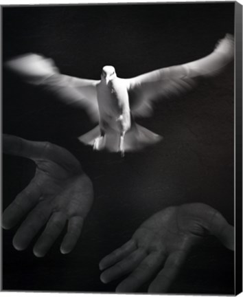 Framed Close-up of a person releasing a White Dove Print