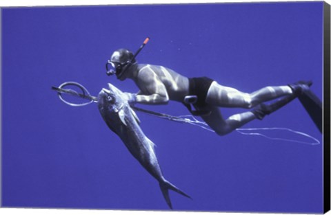 Framed Diver With Dorado fish Cape San Lucas Mexico Print