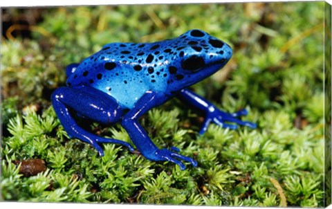Framed Close-up of a Blue Poison Dart Frog in the grass Print