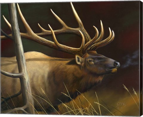 Framed Elk Portrait II Print