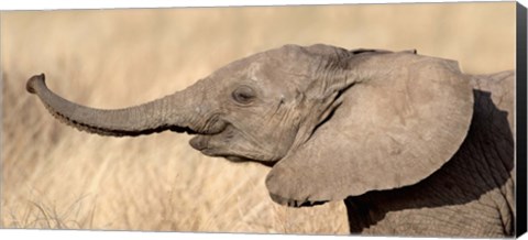 Framed Close-up of a African elephant calf at play Print