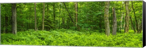Framed Ferns blanketing floor of summer woods near Old Forge in the Adirondack Mountains, New York State, USA Print