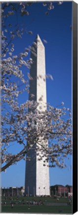 Framed Cherry Blossom in front of an obelisk, Washington Monument, Washington DC, USA Print