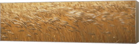 Framed Spring Wheat Print