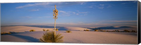Framed Shrubs in the desert, White Sands National Monument, New Mexico, USA Print