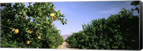 Framed Crop Of Lemon Orchard, California, USA Print